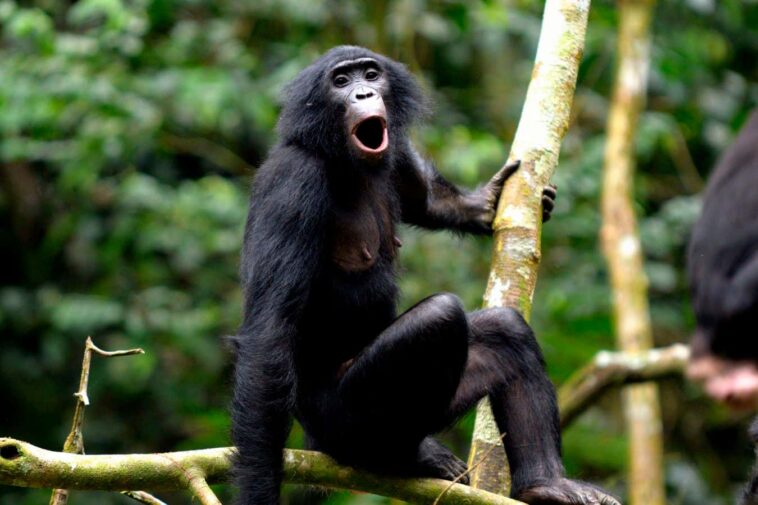 Bonobos utilise une sorte de syntaxe une fois considérée comme unique aux humains