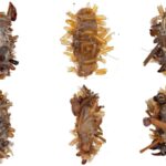 Caterpillar 'Collector' 'porte des parties du corps des insectes morts comme un déguisement