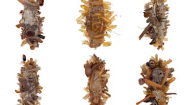 Caterpillar 'Collector' 'porte des parties du corps des insectes morts comme un déguisement