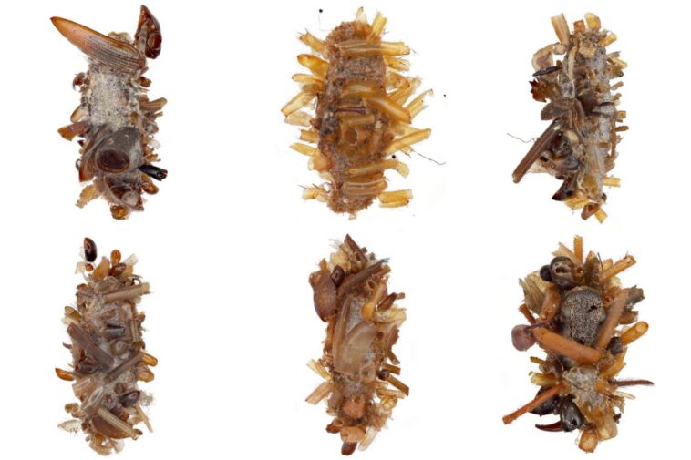 Caterpillar 'Collector' 'porte des parties du corps des insectes morts comme un déguisement