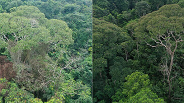 Deux images côte à côte. On montre un arbre juste après la foudre. Et la gauche montre l'arbre avec plus d'espace, au profit de l'arbre, des années plus tard.