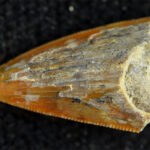 Une dent dentelée d'un ancien parent de crocodile appelé sébécide est vue sur un arrière-plan, faisant se démarquer ses bords de déchange.