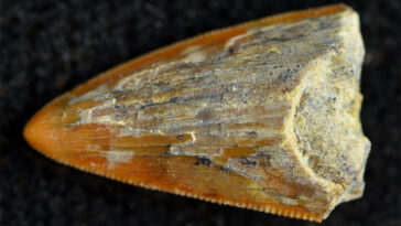 Une dent dentelée d'un ancien parent de crocodile appelé sébécide est vue sur un arrière-plan, faisant se démarquer ses bords de déchange.