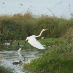 Egret Take off at Pallikaranai Marsh, Chennai, India