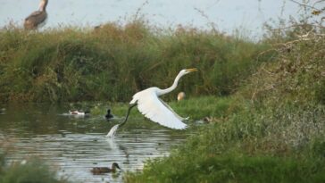 Egret Take off at Pallikaranai Marsh, Chennai, India