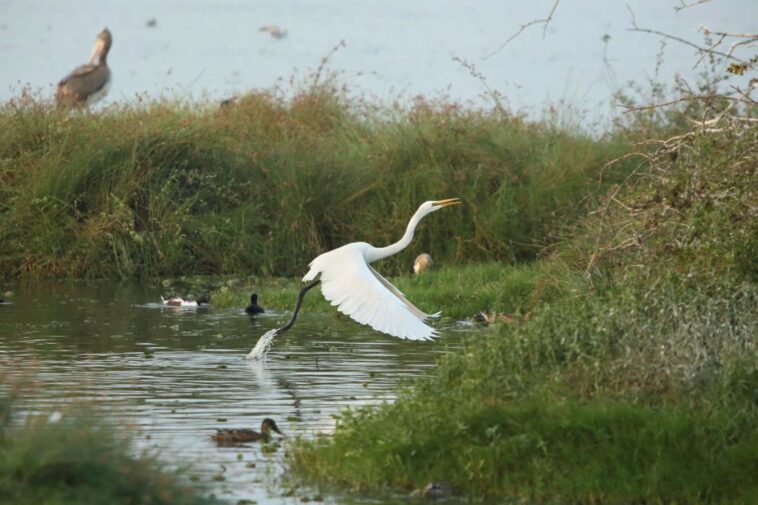 Egret Take off at Pallikaranai Marsh, Chennai, India