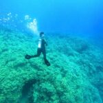 Colonie de corail géante découverte dans le hotspot touristique de la mer Rouge