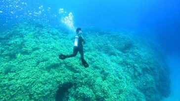 Colonie de corail géante découverte dans le hotspot touristique de la mer Rouge