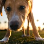 Comment la science peut vous aider à former votre chiot Comment la science peut vous aider à former votre chiot