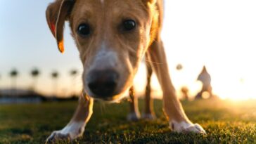 Comment la science peut vous aider à former votre chiot