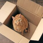 D'où vient le chat de Schrödinger - et pourquoi ça devient plus gros D'où vient le chat de Schrödinger - et pourquoi ça devient plus gros