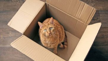D'où vient le chat de Schrödinger - et pourquoi ça devient plus gros