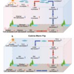 De l'ébullition chaude au froid du froid: des retournements soudains de température réglés pour augmenter avec le changement climatique