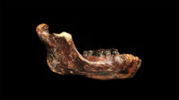 Denisovans habitée Taïwan, suggèrent de nouvelles preuves fossiles