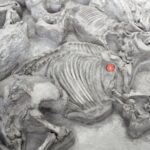 Des rhinocéros anciens et aimants à l'eau se sont rassemblés dans de grands troupeaux d'Hippolike