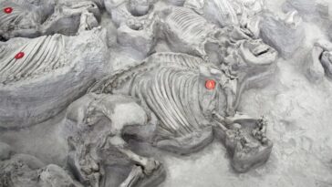 Des rhinocéros anciens et aimants à l'eau se sont rassemblés dans de grands troupeaux d'Hippolike