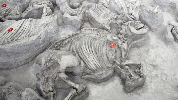 Des rhinocéros anciens et aimants à l'eau se sont rassemblés dans de grands troupeaux d'Hippolike Des rhinocéros anciens et aimants à l'eau se sont rassemblés dans de grands troupeaux d'Hippolike