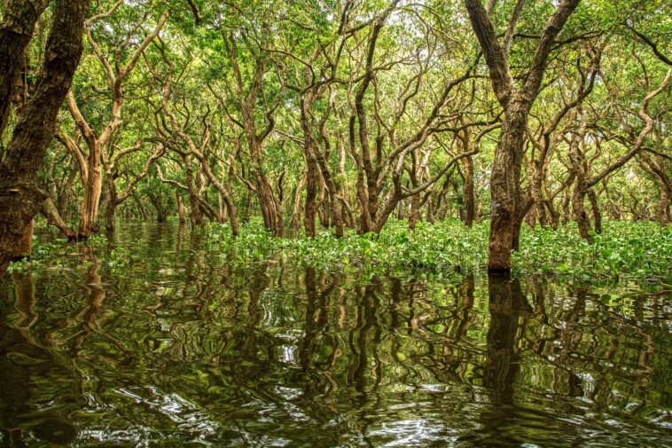 Des satellites aux rivages: l'IA peut améliorer la conservation des mangroves avec surveillance