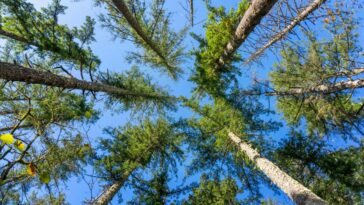 Des tranches de bois peuvent filtrer les bactéries et les microplastiques de l'eau