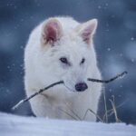 Dire Wolf 'De-Extinction' critiqué par le groupe de conservation