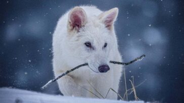Dire Wolf 'De-Extinction' critiqué par le groupe de conservation