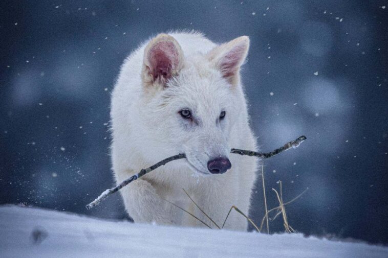 Dire Wolf 'De-Extinction' critiqué par le groupe de conservation