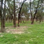 Garder un œil sur la végétation des boisés indigènes en période de crue et de sécheresse