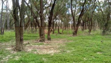 Garder un œil sur la végétation des boisés indigènes en période de crue et de sécheresse