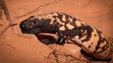 Gila Monsters peut avoir du mal à survivre au changement climatique