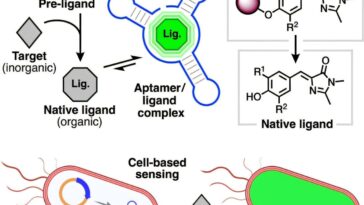 L'ARN s'est transformé en biocapteur pour détecter les produits chimiques liés à la santé