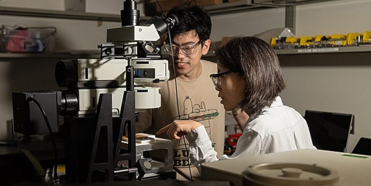 L'algorithme de signature légère offre un aperçu précis des protéines virales, des marqueurs et des semi-conducteurs des maladies cérébrales