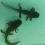 Une image d'axototls captifs utilisés dans une étude de recherche