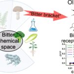 L'étude des champignons identifie la plus grande substance amère connue à ce jour