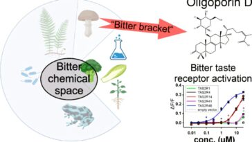 L'étude des champignons identifie la plus grande substance amère connue à ce jour
