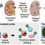 L'imagerie 3D à haute résolution révèle des différences d'activité enzymatique et des effets du médicament dans les organes entiers