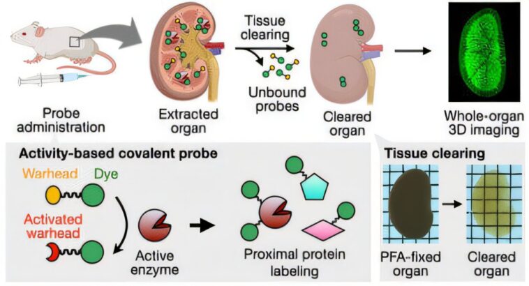 L'imagerie 3D à haute résolution révèle des différences d'activité enzymatique et des effets du médicament dans les organes entiers