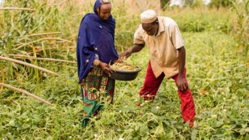 People harvesting cowpeas in Tahoua, Niger