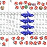 La biologie de la membrane cellulaire inspire la conception de nouveaux filtres d'eau salée