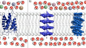La biologie de la membrane cellulaire inspire la conception de nouveaux filtres d'eau salée