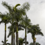 La flambée d'assurance coûte la principale préoccupation des Floridiens, conclut enquête