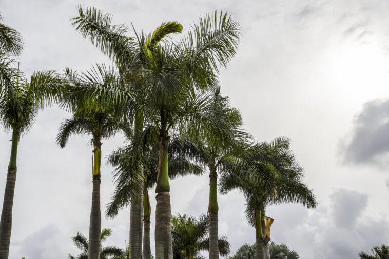 La flambée d'assurance coûte la principale préoccupation des Floridiens, conclut enquête La flambée d'assurance coûte la principale préoccupation des Floridiens, conclut enquête