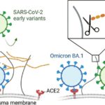 La liaison aux sucres de surface améliore l'attachement cellulaire de la variante omicron, découvre les chercheurs La liaison aux sucres de surface améliore l'attachement cellulaire de la variante omicron, découvre les chercheurs