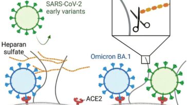 La liaison aux sucres de surface améliore l'attachement cellulaire de la variante omicron, découvre les chercheurs