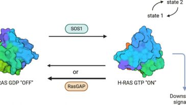 La lumière synchrotron révèle une cible médicamenteuse cachée dans la protéine Ras cancer du cancer