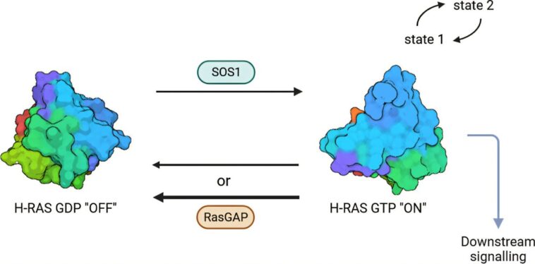 La lumière synchrotron révèle une cible médicamenteuse cachée dans la protéine Ras cancer du cancer