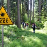 La maladie de Lyme traitée avec un antibiotique qui ne nuise pas au microbiome intestinal