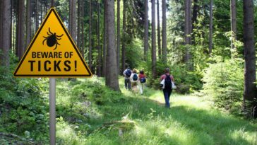 La maladie de Lyme traitée avec un antibiotique qui ne nuise pas au microbiome intestinal