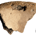 Un fragment d'os avec des marques de dents profondes dedans