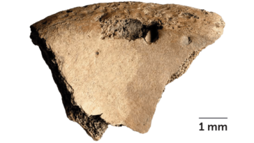 Un fragment d'os avec des marques de dents profondes dedans