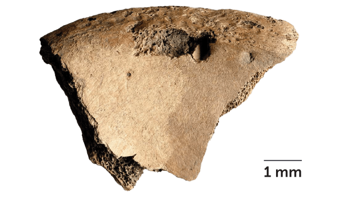 Un fragment d'os avec des marques de dents profondes dedans